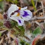 Craterostigma hirsutum Flor