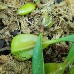 Bulbophyllum morphologorum Otro