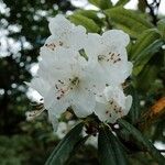 Rhododendron annae Blomma