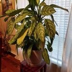 Aglaonema nitidumKora