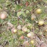 Quercus coccifera Fruit