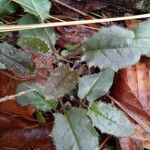 Hieracium venosum Leaf