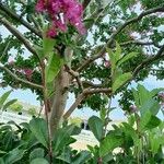 Lagerstroemia indica बार्क (छाल)