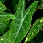 Alocasia longiloba Blatt