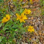 Bidens aristosa Květ