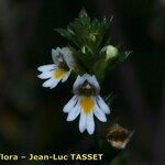Euphrasia micrantha Květ