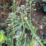 Thlaspi perfoliatum Celota