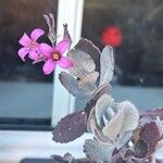 Kalanchoe pumilaÕis
