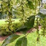 Acer cissifolium Blad