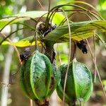 Tacca leontopetaloides ফল