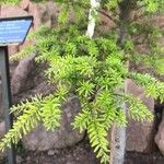 Tsuga heterophylla برگ