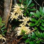 Oxera gmelinoides 花