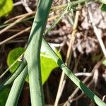 Chondrilla juncea പുറംതൊലി