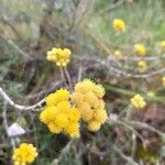 Helichrysum stoechasKvet