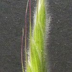 Bromus lanceolatus その他の提案