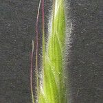 Bromus lanceolatus Sonstige