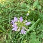 Campanula glomerataBlomst