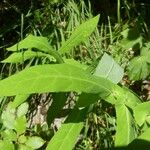 Prenanthes purpurea पत्ता