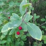 Ilex mucronata Frucht