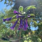 Iochroma cyaneum Blomma