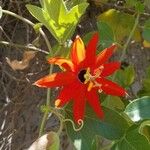 Passiflora manicata Blüte