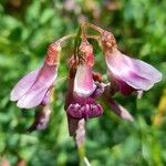 Vicia nigricans Flor