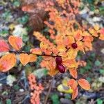 Cotoneaster divaricatusFrukt