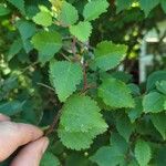 Betula humilis Leaf