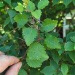 Betula humilis Folha