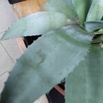 Agave asperrima Leaf