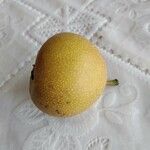 Pyrus pyrifolia Fruit