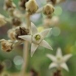 Argophyllum nitidum