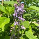 Delphinium staphisagria Blüte