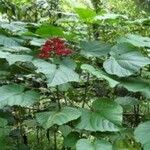 Clerodendrum buchananii Hoja