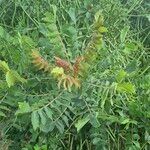 Sclerocarya birrea Blatt