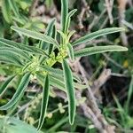 Leucas jamesii Leaf