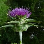 Silybum marianum Kwiat