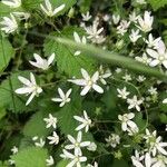 Saxifraga rotundifoliaКветка