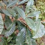 Eriobotrya japonica Likasa
