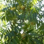 Juglans californica 葉