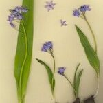 Scilla monophyllos Habit