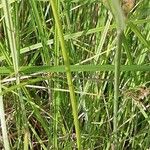 Cyperus longus পাতা