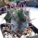 Echinocactus platyacanthus List