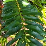 Encephalartos ferox Leaf
