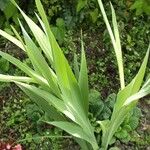 Gladiolus dalenii Frunză