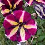 Petunia × atkinsiana Õis