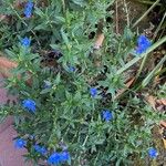 Glandora prostrata 形態