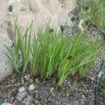 Juncus ensifolius 叶