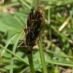 Carex curvula Frugt
