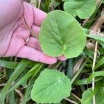 Doronicum columnae Leaf